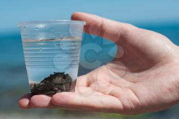 Crab in a glass. Plastic glass, hand, sea.