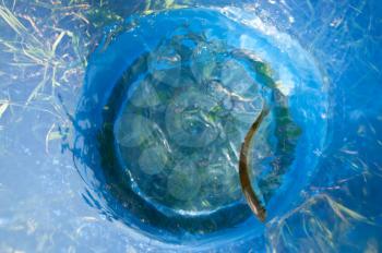 Small fish in a dark blue bucket. The first ulov of the fisherman - small small fry.
