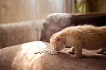 The pretty kitten plays with ornaments and hands.