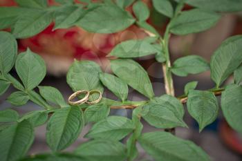 Wedding rings on a green branch of a flower.