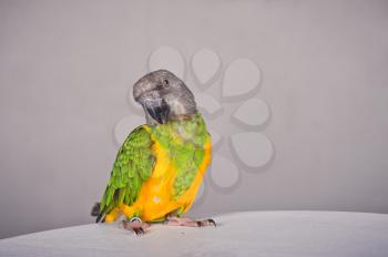 The parrot poses. 
Yellow with green scare sits on a table sideways.
