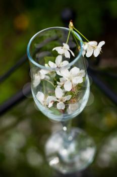 Glass with flowers of a cherry. Spring garden, transparent table.
