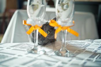 Cat creeping to dishes on a table.