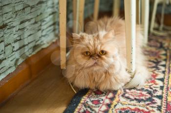 Large fluffy cat under a chair.