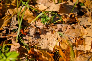 Fallen leaves in a grass on the earth.