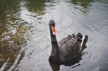 Black Swan in the pond.