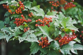 Red berries hang in clusters.