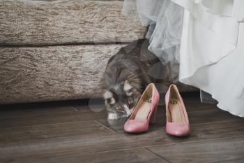 The cat sniffs the wedding shoes and dress.