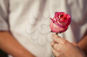 Pink rose in hands of the girl.