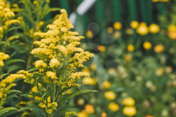 Goldenrod blooms yellow flowers.