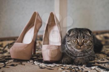 The cat examines womens shoes.