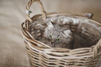 Cat playing with a basket.