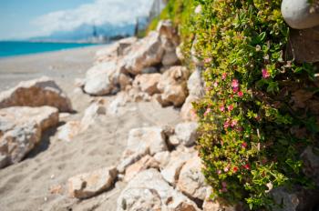 A living fence on the beach of bushes with small red flowers.