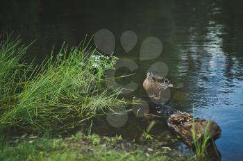 Widgeon resting on a pond.
