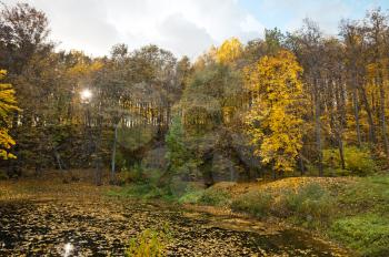 Big wood lake is covered with fallen yellow leaves.