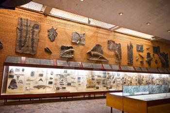 The Museum exhibits ancient life.