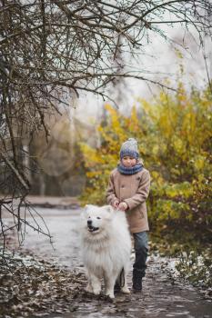 Samoyed dog on walks with his young master.