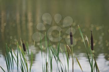 Mature reeds on the shore of the pond.