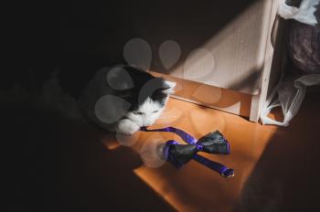 Multicolor cat stole the bow tie and plays them.