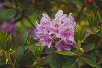 Bush of pink rhododendron Pontic during flowering.