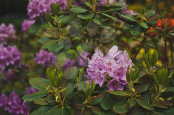 Bush of pink rhododendron Pontic during flowering.