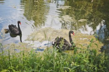 Two black swans swim in the overgrown pond.