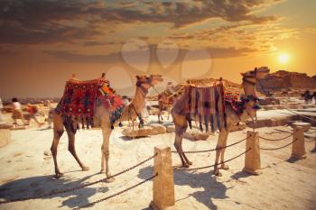 bedouins on camel near of great pyramid in egypt