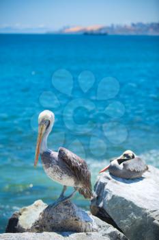 pelican . bird living on the ocean. America