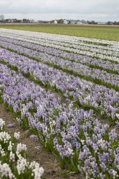 Hyacinth. Beautiful colorful pink, white, yellow and blue hyacinth flowers in spring garden, vibrant floral background, flower fields in Netherlands.