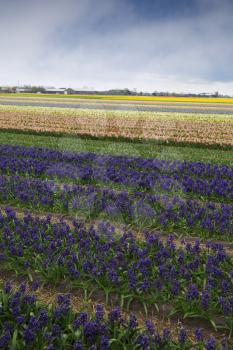 Hyacinth. Beautiful colorful pink, white, yellow and blue hyacinth flowers in spring garden, vibrant floral background, flower fields in Netherlands.