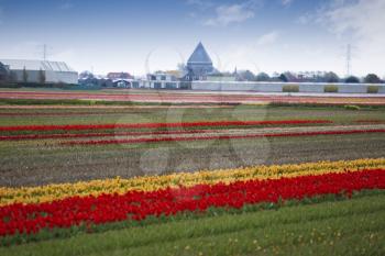 pink, red and orange tulip field in North Holland during spring