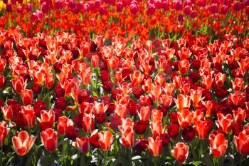 field with red tulips in the netherlands