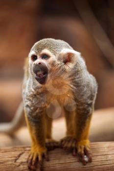 monkey standing on a tree on and looks around