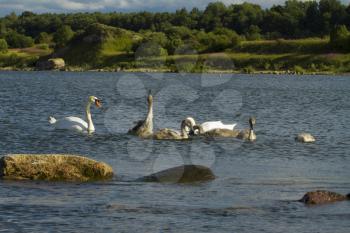 Swans with chicks swimming in the Baltic Sea. Summer