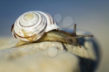 Small snail with dark body gliding on wood a rainy day