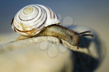 Small snail with dark body gliding on wood a rainy day