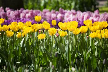 Rows of yellow tulips in Dutch countryside