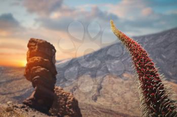 Echium wildpretii .Famous Finger Of God rock in Teide national park. Tenerife island - Canary, Spain