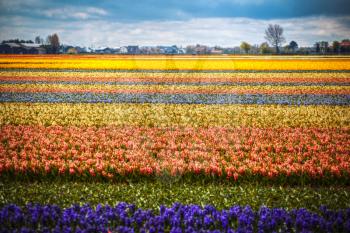 Hyacinth. Beautiful colorful pink, white, yellow and blue hyacinth flowers in spring garden, vibrant floral background, flower fields in Netherlands.