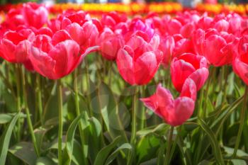 field with red tulips in the netherlands