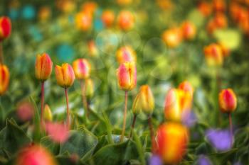 yellow-red field of tulips growing in the spring