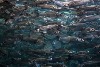 school of fish swimming in a circle