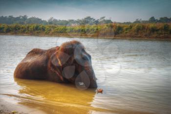 elephants in Chitwan. In the jungles of Nepal