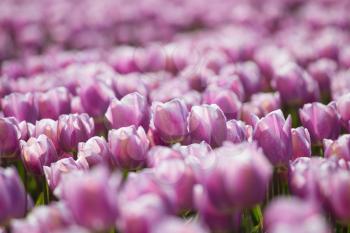 purple tulip fields are growing every year in the Netherlands