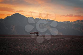 picturesque landscape of mountains in the Andes of Peru. Horses are walking.