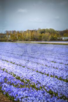 Fields of hyacinths of different colors grow in the Netherlands in the spring