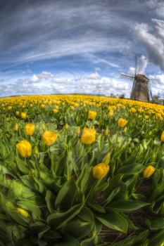 Windmill with tulip field in Holland