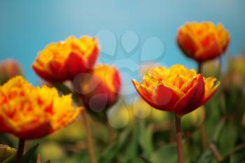 Rows of yellow tulips in Dutch countryside