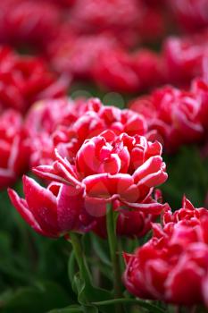 field with red tulips in the netherlands. 