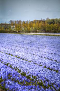 Fields of hyacinths of different colors grow in the Netherlands in the spring